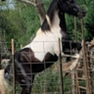 Meet your Posher, Carlos